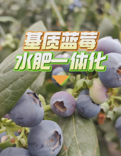 基质蓝莓水肥一体化系统，华维灌溉成套好用。