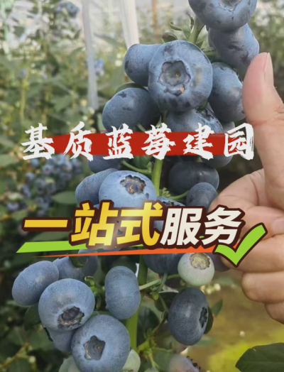 ACA第六谷&middot;蓝莓谷，基质蓝莓从建园到运营一站式管家服务...