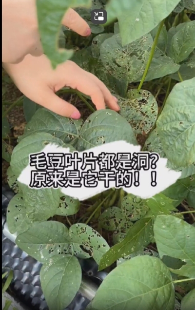 毛豆叶片都是洞，原来不是青虫吃的？