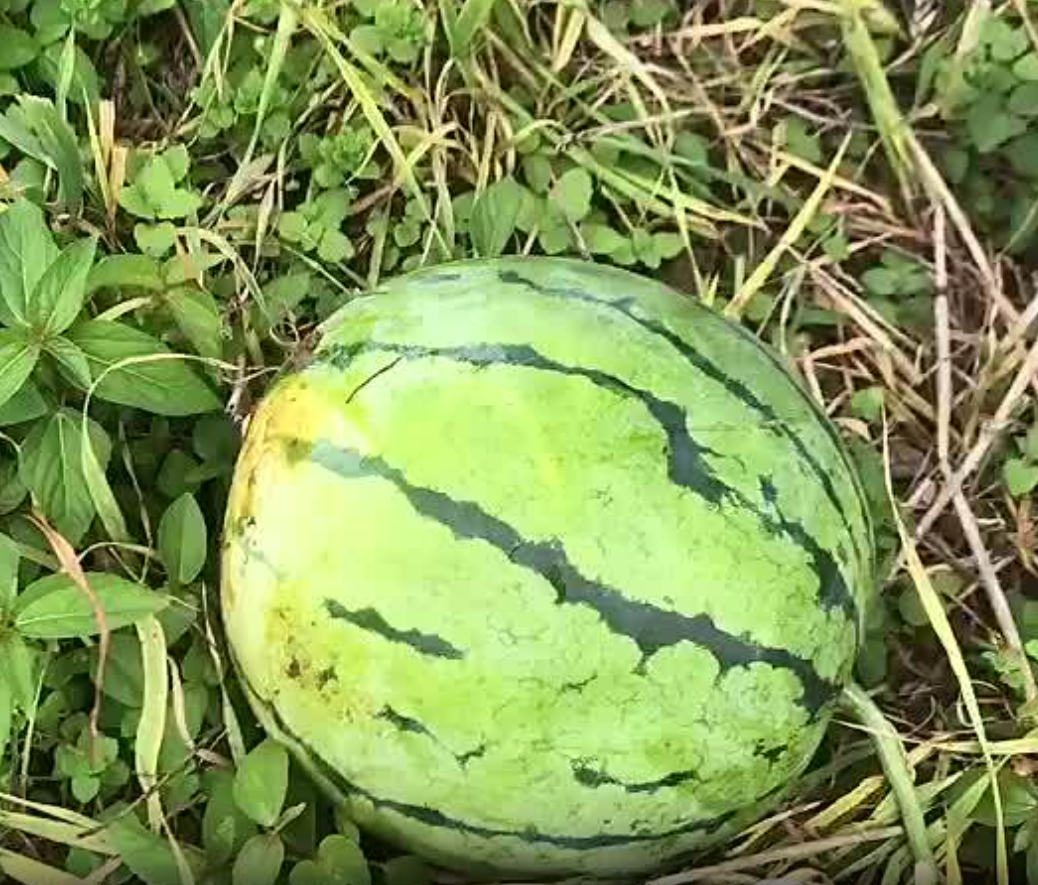 湖北精品大棚种植的无籽美都已成熟，果实不仅耐运输，而且糖分高，可代发全国。