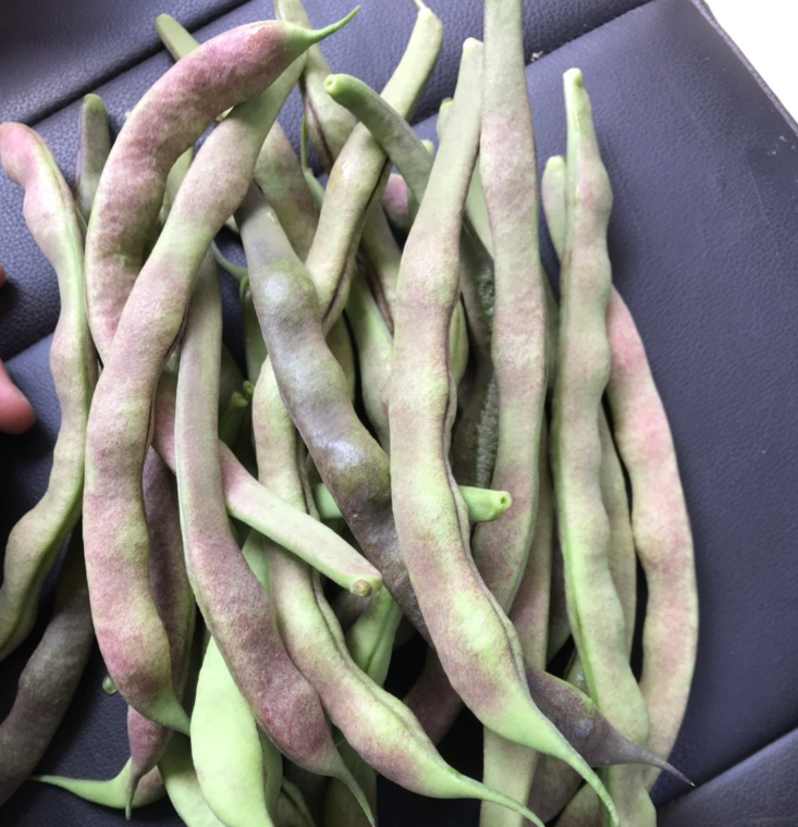 花皮菜豆 四季豆，自家基地直销，50亩 自家产地种植，