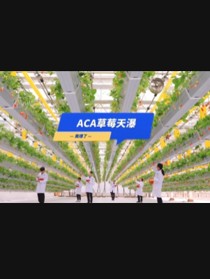 自由升降、追光生长。#ACA草莓天瀑，美爆了！向天再借500平！#ACA可控农业 #华维集团 #数字农业