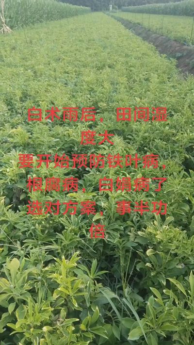 雨期过后白术病害要防治了
预防铁叶病，白娟病
现在也进入了膨大期
可以打膨大的