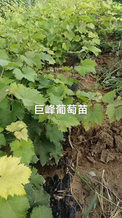 巨峰葡萄苗。一年扦插苗。需要联系。苗圃基地直销！需要联系18534302961