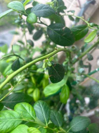 蓝莓白粉虱：从识别到防治的全指南