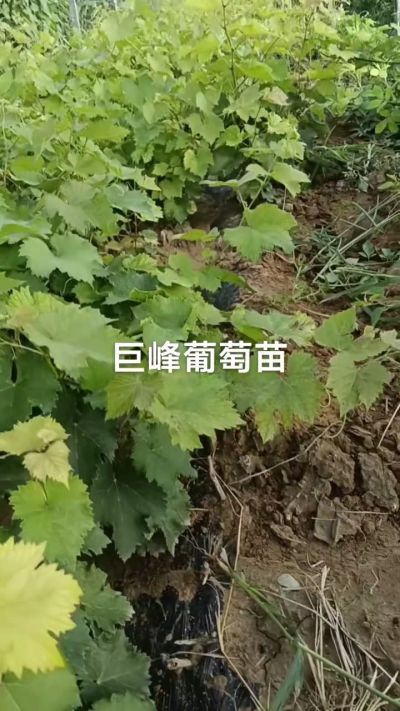 巨峰葡萄苗，优质种苗，一年扦插苗，需要联系18534302961