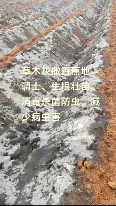 [太阳]纯植物草木灰源头厂家，草木灰广泛适用于各类农作物，是性价比很高的有机肥