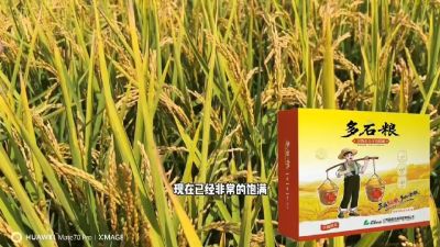 多石粮-谷物小分子有机酸，田间表现。
剑叶挺拔，灌浆饱，千粒重，上粮快。