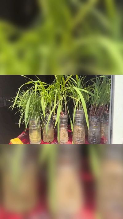 微生物菌剂，出厂前每克添加5亿微生物。最新实验生根育苗，保证不烧苗，促进毛细根增长，抑制病虫害，疏松土壤，保水保肥。近期需要用肥的老板提前联系，19331068337微信同步。