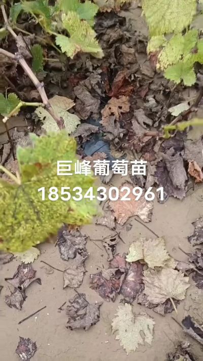 巨峰葡萄苗，一年扦插苗，苗圃基地直销！需要联系18534302961
