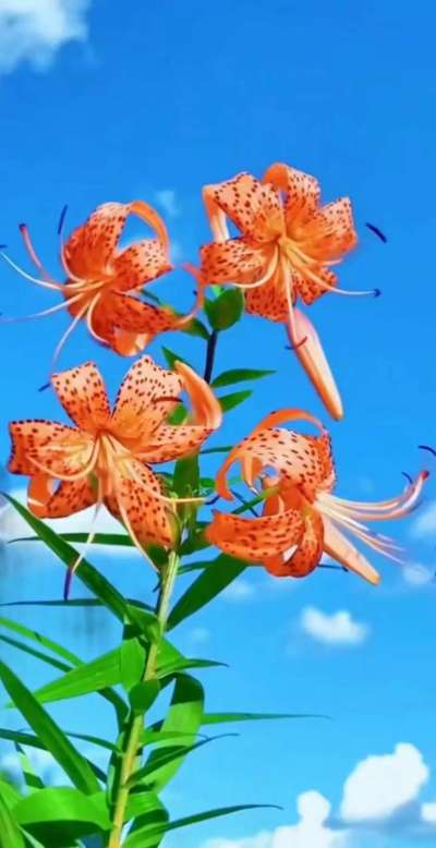 美丽的花散发幻清香，难己释怀。