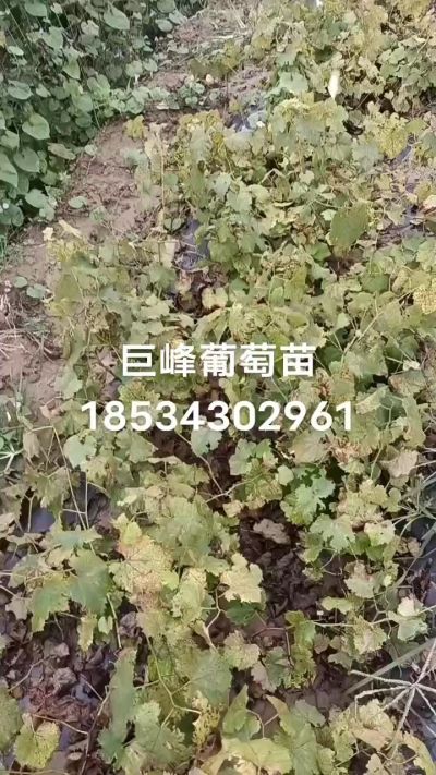 出售早熟巨峰葡萄苗。药用连翘苗，科研五号优质种苗，2/5年苗，药用连翘树，挂果树，全国包邮到家！财富密码18534302961