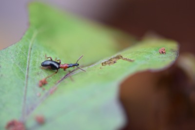 甘薯小象甲的危害与识别