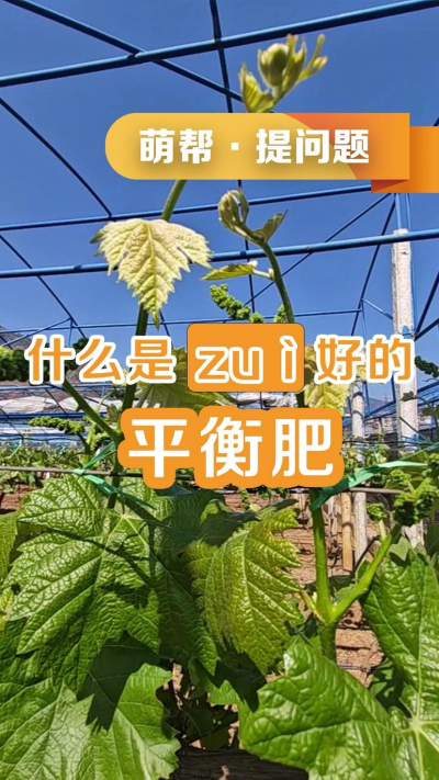 什么是最好的平衡肥