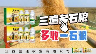 冬季种植，油菜，小麦，草莓等作物的，出现了除草剂药害，黄叶，僵苗，苗不长等问题，马上用多石粮，确保5天见到效果。