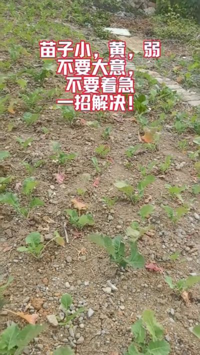 油菜苗子弱苗子小，就用多石粮，5天见效果。