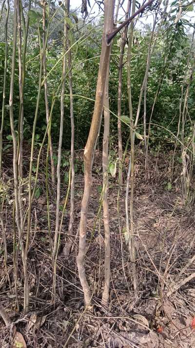 出售臭椿苗，巨峰葡萄苗。药用连翘苗，科研五号优质种苗，2/5年苗，药用连翘树，挂果树，全国包邮到家！财富密码18534302961