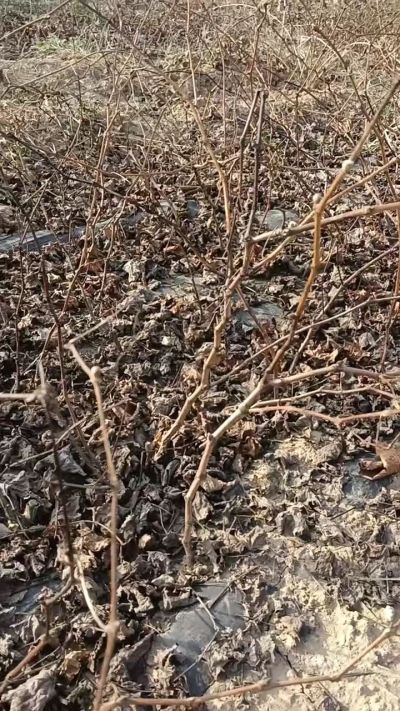 户太八号葡萄苗，，一年扦插苗，需要联系我