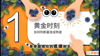 第10节：完美的&ldquo;果粉&rdquo;&mdash;&mdash;采摘时机与保鲜， 课程：《蓝莓&ldquo;高产&rdquo;实战课：从选苗到丰收的10个关键点》