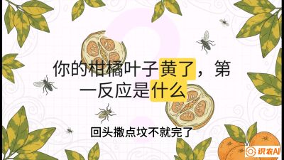 第一节：保命生死线&mdash;&mdash;黄龙病与木虱，课程：《柑橘十大病虫害：从入门到精通》