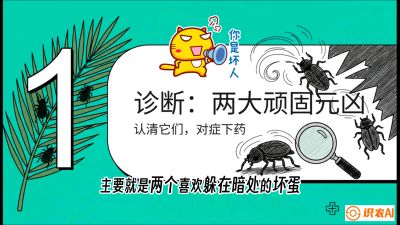 第06节：顽固虫害防治&mdash;&mdash;&ldquo;钻心虫与红蜘蛛，打准时间才服输&rdquo;《槟榔种植：从不懂到精通的10堂必修课》