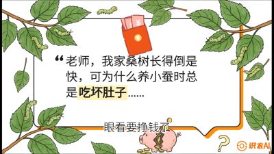 第01节：不仅仅是树&mdash;&mdash;顶级品种选配策略，课程：《桑海淘金：桑树高产与蚕桑安全进阶实战课》