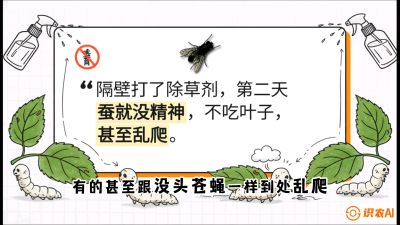 第05节：养蚕人的&ldquo;排雷战&rdquo;&mdash;&mdash;除草剂的生死禁忌，课程：《桑海淘金：桑树高产与蚕桑安全进阶实战课》