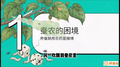 第06节：虫口夺叶（上）&mdash;&mdash;物理与生物防控绝技，课程《桑海淘金：桑树高产与蚕桑安全进阶实战课》