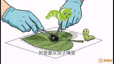 第07节：虫口夺叶（下）&mdash;&mdash;不得不打药时的&ldquo;解毒术&rdquo;，课程：《桑海淘金：桑树高产与蚕桑安全进阶实战课》