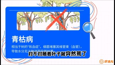 第08节：看不见的杀手&mdash;&mdash;青枯病与萎缩病，课程：《桑海淘金：桑树高产与蚕桑安全进阶实战课》