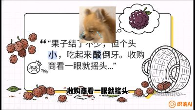 第10节：甜蜜的科学&mdash;&mdash;膨大、增甜与转色，课程：《桑海淘金：桑树高产与蚕桑安全进阶实战课》