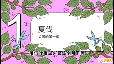 第11节：叶果双收&mdash;&mdash;特殊的夏伐与冬伐，课程：《桑海淘金：桑树高产与蚕桑安全进阶实战课》