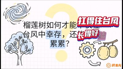 第四节：中国榴莲突围战：为生存重塑权型，抗台风矮化栽培与力学牵引，课程：《国产榴莲突围战：从泰国经验到中国实操的8堂必修课（高阶实战版）》