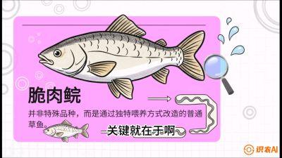 第六节：【老品升级&middot;脆肉鲩】如何让草鱼身价翻倍？，课程：《黄金鳞甲：2025中国淡水鱼高效养殖实战营》