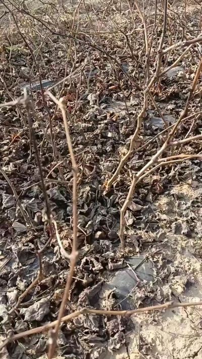 出售巨峰葡萄苗。药用连翘苗，科研五号优质种苗，2/5年苗，药用连翘树，挂果树，全国包邮到家！财富密码18534302961