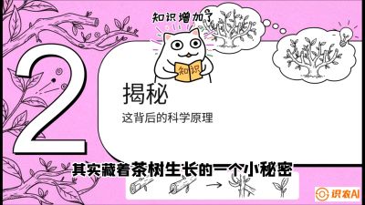 第04节（修剪篇）：树势复活术：从&ldquo;越剪越弱&rdquo;到&ldquo;枝繁叶茂&rdquo;的能量管理与夏秋茶逆袭，课程：《茶金时代：从&ldquo;看天吃饭&rdquo;到&ldquo;精准控局&rdquo;的茶叶高产提质实战课》