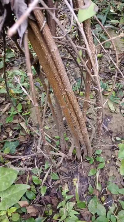 出售药用连翘苗，科研五号优质种苗，2/5年苗，药用连翘树，挂果树，全国包邮到家！财富密码18534302961出售药用连翘苗，科研五号优质种苗，2/5年苗，药用连翘树，挂果树，全国包邮到家！财富密码1