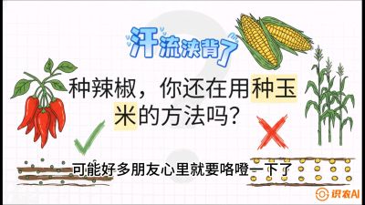 第1节：【品种定江山】工业辣椒vs小米辣：底肥公式与密度陷阱的&ldquo;百万生意经&rdquo;，课程：《辣椒种植实战特训营，从工业辣椒到精品小米辣，教你如何把&ldquo;草&rdquo;种成&ldquo;金&rdquo;》