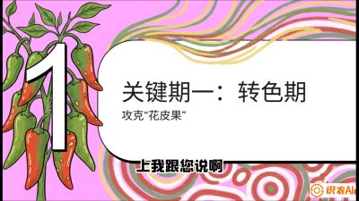 第8节：【小米辣线椒专场】颜值即正义！防花皮、防炭疽，打造收购商抢着要的&ldquo;精品果&rdquo;，课程：《辣椒种植实战特训营，从工业辣椒到精品小米辣，教你如何把&ldquo;草&rdquo;种成&ldquo;金&rdquo;》