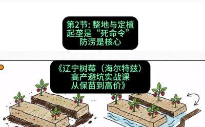 第二节： 整地与定植&mdash;&mdash;起垄是&ldquo;死命令&rdquo;，防涝是核心，课程：《辽宁树莓（海尔特兹）高产避坑实战课：从保苗到高价》