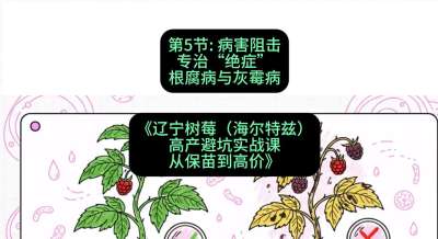 第五节： 病害阻击&mdash;&mdash;专治&ldquo;绝症&rdquo;根腐病与灰霉病，课程：《辽宁树莓（海尔特兹）高产避坑实战课：从保苗到高价》