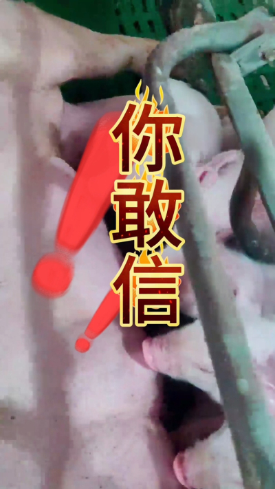 小猪抢不到奶，干瘦不长肉？成活率总上不去？😭
自从用上南商农科这款仔猪补奶机，再也没这烦恼！
✅ 一键设置下料参数，新手也能上手
✅ 恒温补奶，小猪抢着喝，长势超均匀
从车间精工组装到猪场落地使用，每