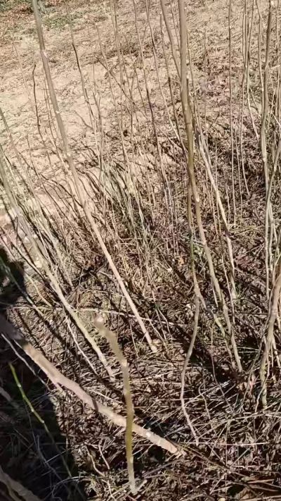 出售臭椿苗，巨峰葡萄苗。药用连翘苗，科研五号优质种苗，2/5年苗，药用连翘树，挂果树，全国包邮到家！财富密码18534302961