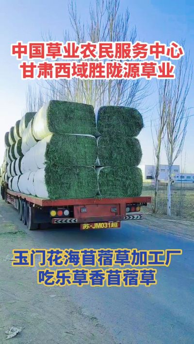 中国苜蓿草原产地批发苜蓿草 甘肃玉门胜陇源草业。18293765000