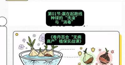 第01节：赢在起跑线&mdash;&mdash;种球的&ldquo;洗澡&rdquo;与&ldquo;消毒&rdquo;，课程：《卷丹百合&ldquo;无病高产&rdquo;植保实战课》#识农AI