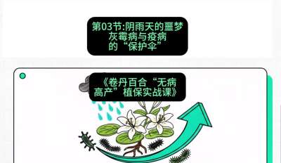 第03节：阴雨天的噩梦&mdash;&mdash;灰霉病与疫病的&ldquo;保护伞&rdquo;，课程：《卷丹百合&ldquo;无病高产&rdquo;植保实战课》#识农AI