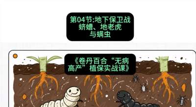 第04节：地下保卫战&mdash;&mdash;蛴螬、地老虎与螨虫 ，课程：《卷丹百合&ldquo;无病高产&rdquo;植保实战课》#识农AI