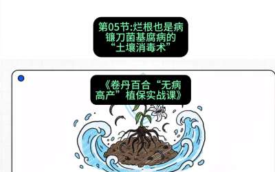 第05节：烂根也是病&mdash;&mdash;镰刀菌基腐病的&ldquo;土壤消毒术&rdquo; ，课程：《卷丹百合&ldquo;无病高产&rdquo;植保实战课》#识农AI