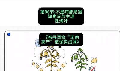 第06节：不是病那是饿&mdash;&mdash;缺素症与生理性烧叶 ，课程：《卷丹百合&ldquo;无病高产&rdquo;植保实战课》#识农AI