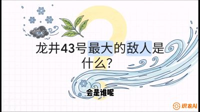 第04节：龙井双璧&mdash;&mdash;龙井43与群体种的差异化护养（重点），课程：《茗茶卫士&mdash;&mdash;茶叶病虫害绿色防控实战课》#识农AI